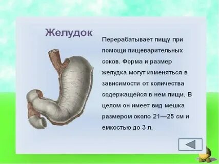 Объем желудка у ребенка в 1 год