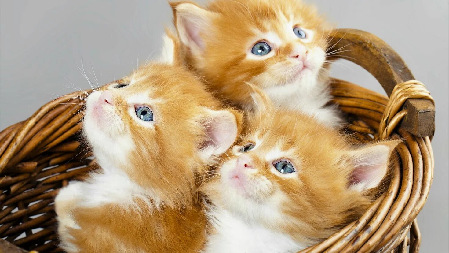 Сколько котят у рыжей кошки. Мейн-кун. Котики в корзинке. Красивые котята. Милые котята.