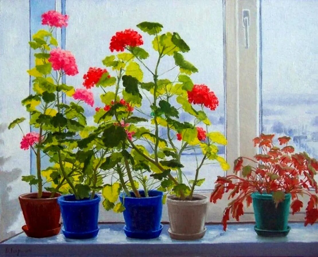Цветок в горшке на окне. Комнатные растения на окне. Цветы на подоконнике герань.