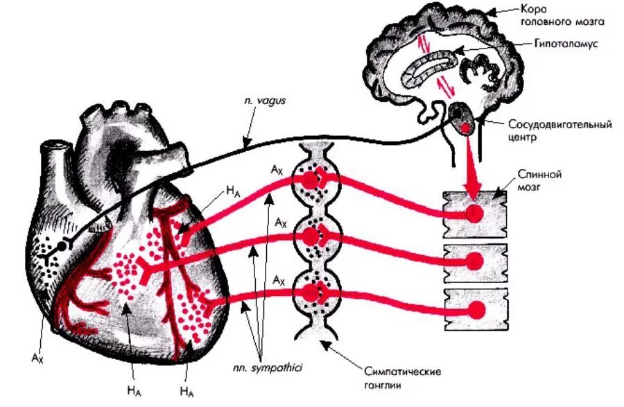 Гуморальная регуляция работы сердца человека. Схема рефлекса сердца. Гуморальная регуляция сердечной деятельности. Нервная и гуморальная регуляция деятельности сердца. Нервные механизмы регуляции сердечной деятельности.
