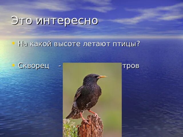 Какие птицы на какой высоте летают. На какой максимальной высоте летают птицы. На какой высоте летают. Высота на которой летают птицы.