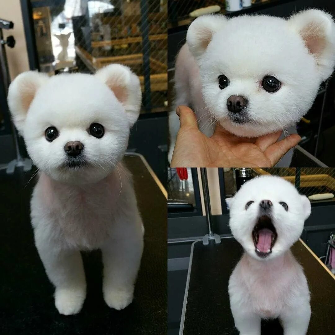 стрижка померанского шпица. померанский шпиц подстриженный. померанский шпиц strijka. шпиц стрижка лев. померанский шпиц белый стрижка.