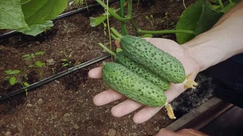 Огурцы шоша посадка и уход