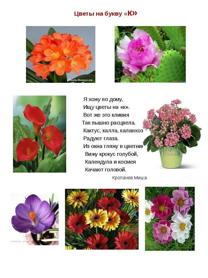 Цветы названия. Растения цветы названия. Фотографии цветов с названиями. Название садовых цветов.