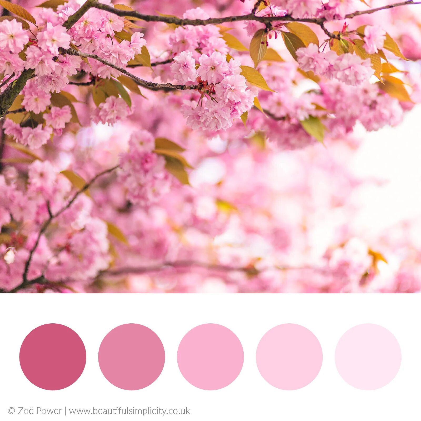 Сакура пинк. Черри блоссом цветок. Сакура. Черри блоссом цветок. Pink cherry blossom.