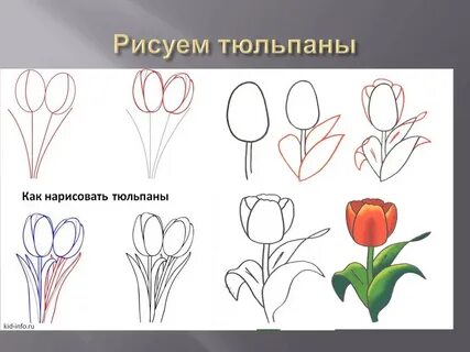 Весенние цветы поэтапно 1 класс
