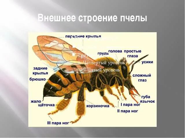 Строение пчелы медоносной. Пчелы Перепончатокрылые строение. Внешнее строение медоносной пчелы. Отряд насекомые строение пчелы.