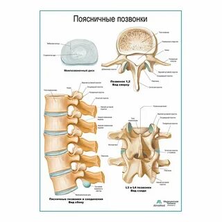 Как выучить позвонки по анатомии