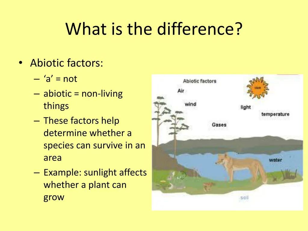 Abiotic factor fatal error. Abiotic factor fatal error