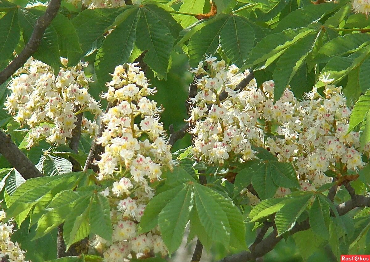 ветка каштана. ветка каштана. конский каштан ветка с листьями. ветка каштана. каштан на прозрачном фоне.