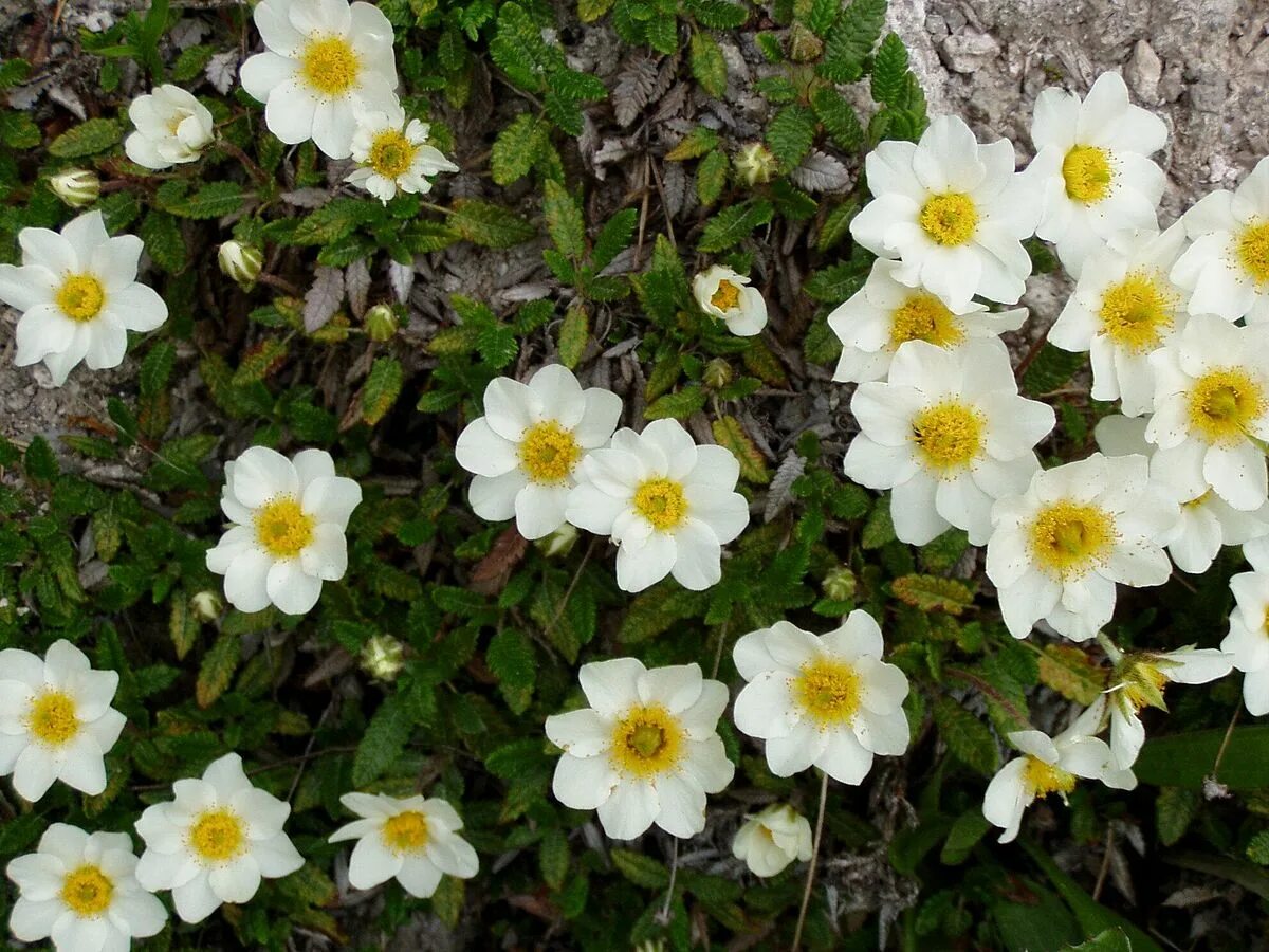 Дриада цветок. Дриада восьмилепестковая dryas octopetala. дриада куропаточья трава. дриада в тундре. дриада арктическая.
