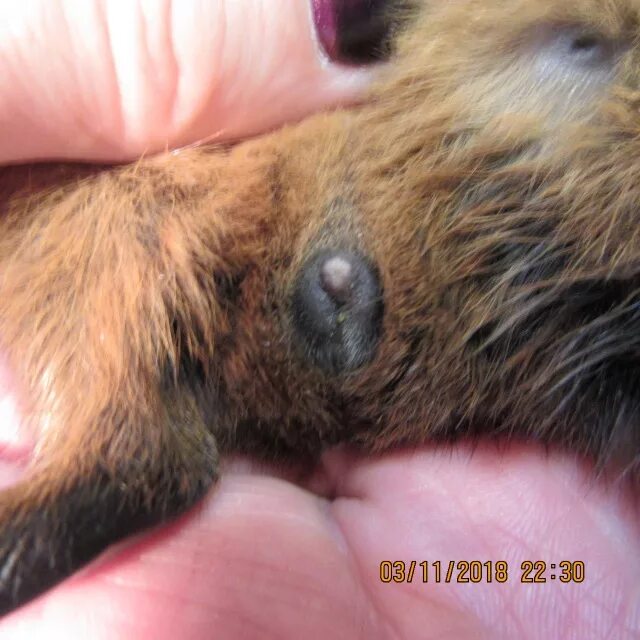 Мужской пол морской свинки. Пол морской свинки 1 месяц. Как отличить мальчика морской свинки. Как определить пол свинки. Как отличить морскую свинку мальчик или девочка.