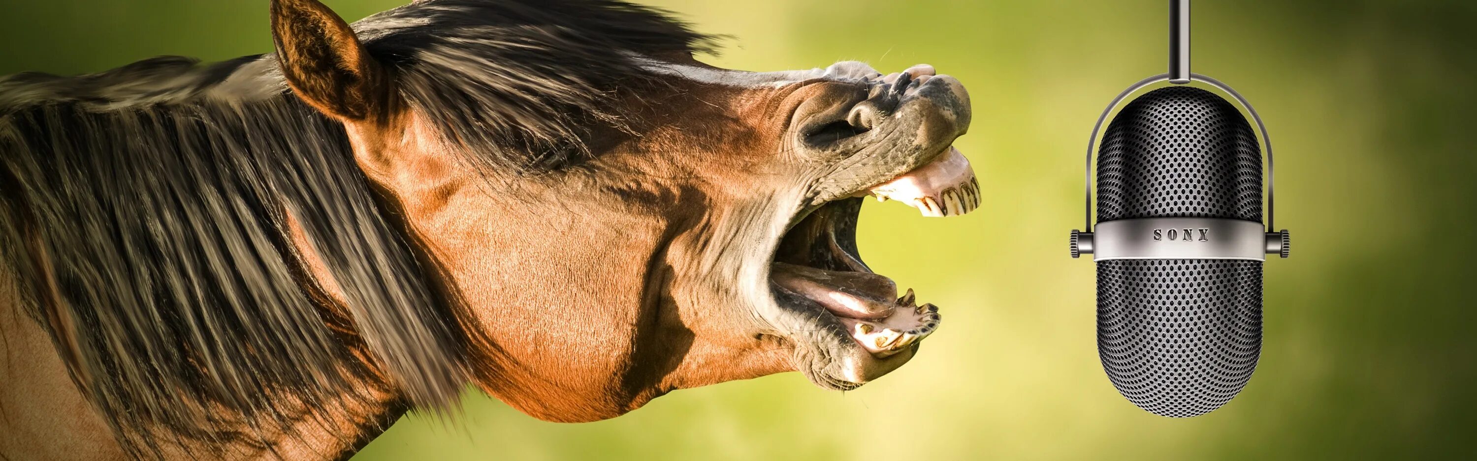 A horse can sing. Лошадь с микрофоном. Лошадка с микрофоном. Поющие лошади. Пение лошади.