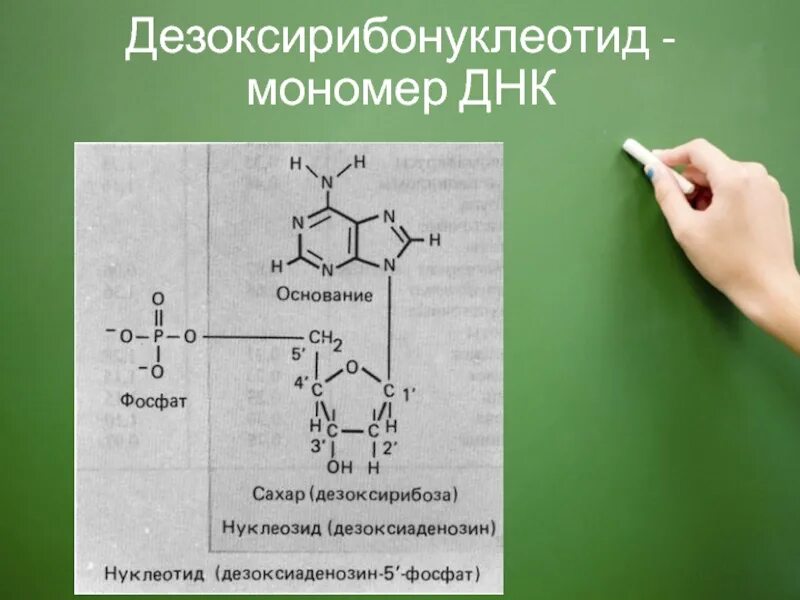 Днк какой мономер. Десоксирибон уклеотид. Строение дезоксирибонуклеотида. Дезоксирибонуклеотид формула. Структура дезоксирибонуклеотидов.