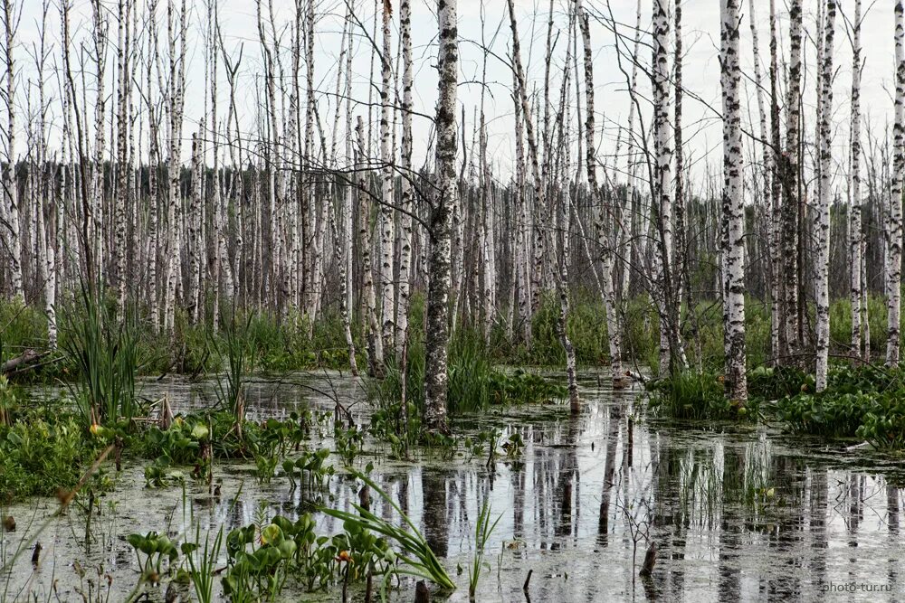 Березово-Сосновый заболоченный лес. Низинные болота береза ольха Ива. Серебряноборское Тростниковое болото. Низинные болота Удомли.