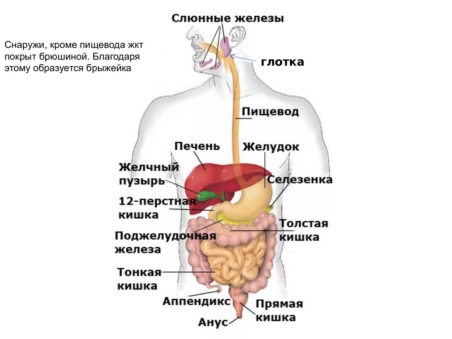 Печень и кишечник образуются. Пищеварительный тракт пищеварительная система человека. Строение пищеварительной системы человека схема. Схема расположения органов пищеварительной системы. Система органов пищеварения схема.