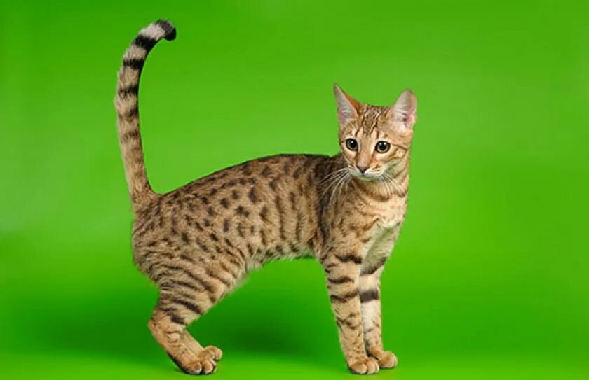 Длинная кошка порода. Серенгети (порода кошек). Серенгети Бенгальская. Табби Серенгети. Котята породы Серенгети.