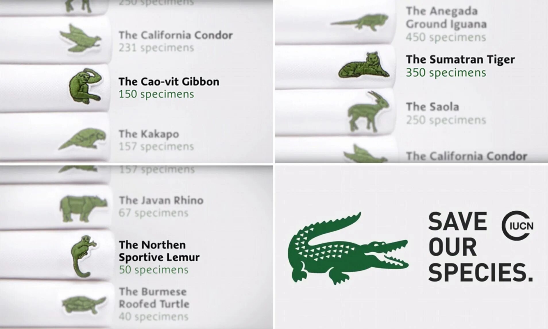 Release reduce adopt reusable endangered species. Lacoste коллаборация save our species. Lacoste подделка Аллигатор. Lacoste logo. Лакост коллекция крокодил альбинос.