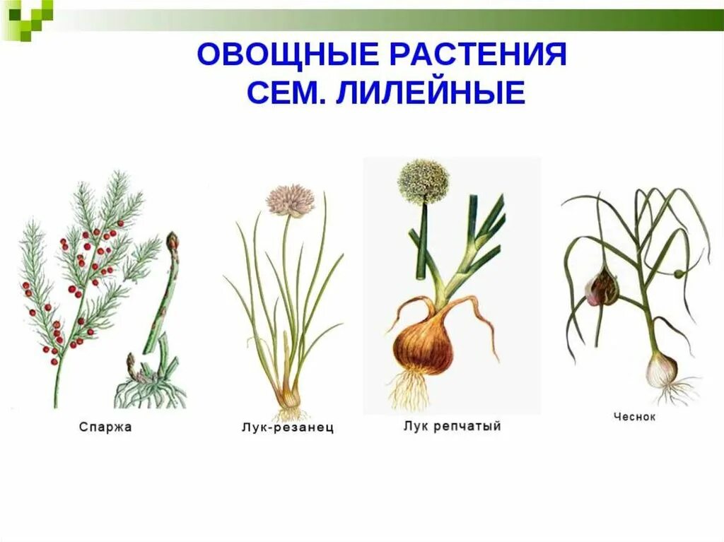 Семейство Лилейные овощные растения. Представители лилейных растений. Семейства лилейных растения семейства. Семейство Лилейные представители.