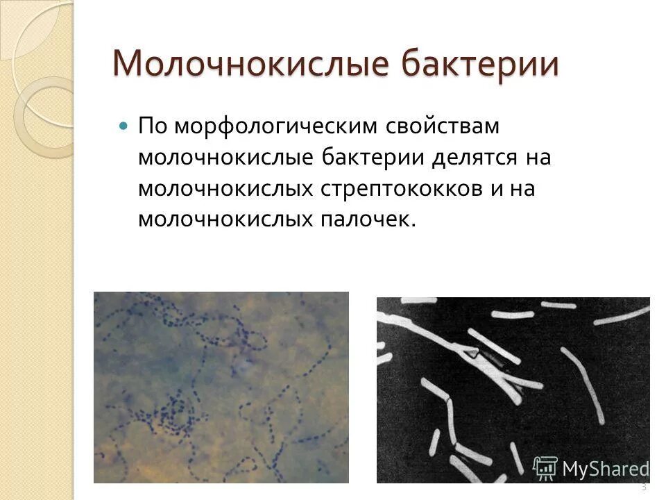 Бактерии редуценты примеры. Продуценты консументы и редуценты биогенные вещества. Микроорганизмы-продуценты это. Микрофлора. Бактерии редуценты примеры.