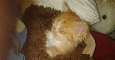 Найден маленький котенок