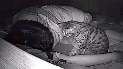 Почему коты часто спят