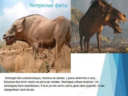 9 млекопитающих
