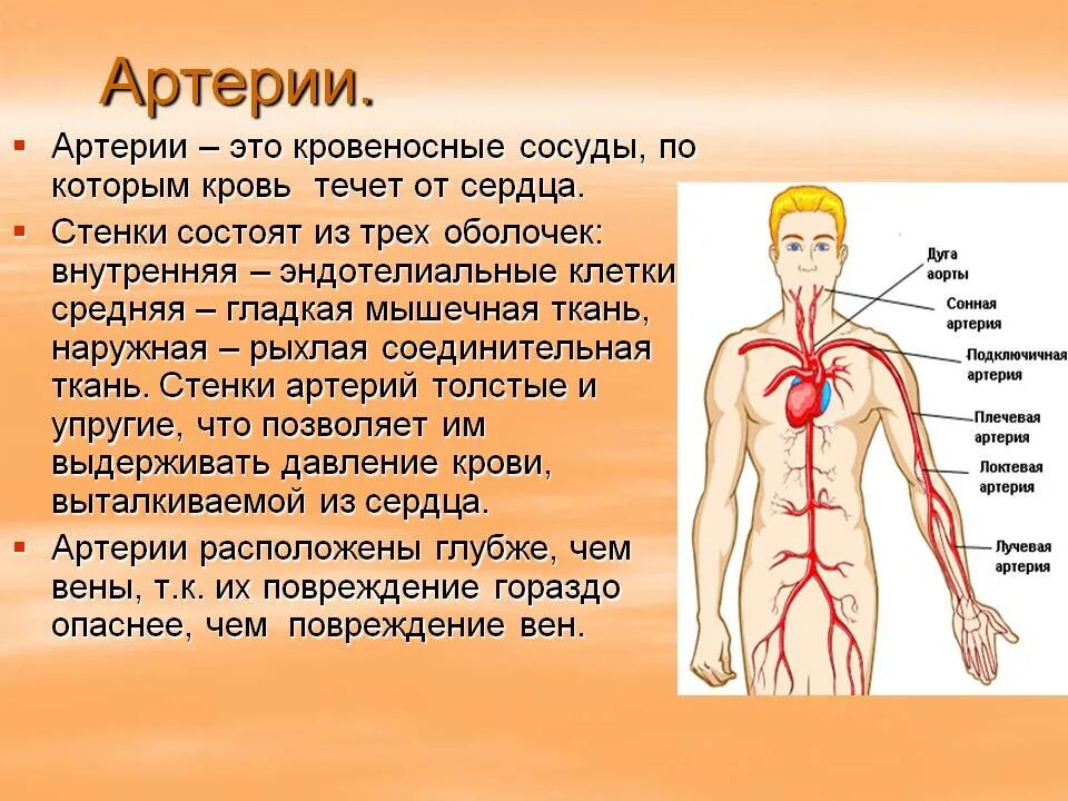 Чем характеризуются сосуды. Артерия. Артерии человека. Артерия это кратко. Названия артерий.