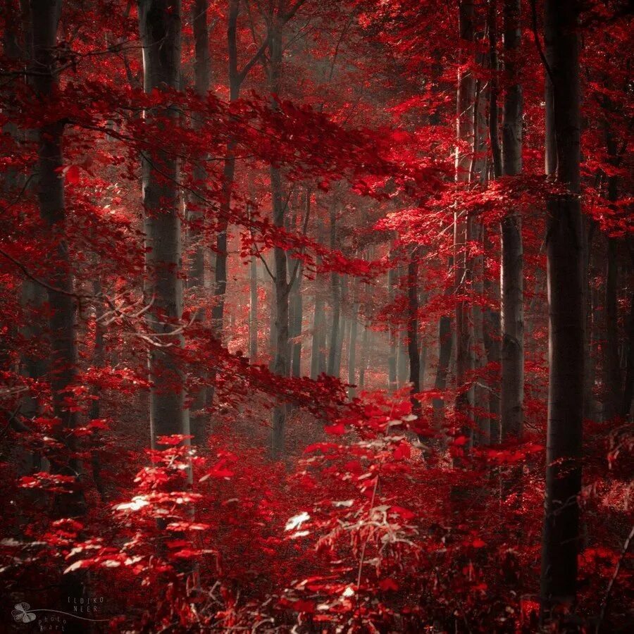 Красный лес участок. Красный лес. Лес красных деревьев. Багряный осенний лес. Красный цвет в природе.