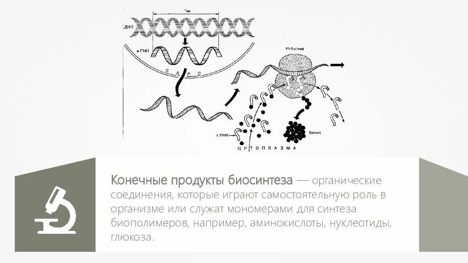 Значение биосинтеза. Конечные продукты биосинтеза. Конечный продукт синтеза белка. Конечный продукт биосинтеза белка.