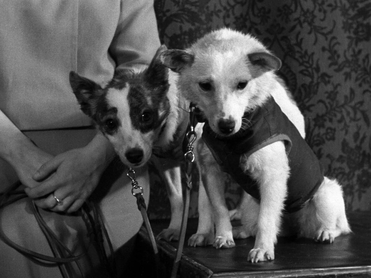 Белка и стрелка в космосе. Собаки которые летали в космос. Белка и стрелка 19 августа 1960 г. Белка и стрелка первые собаки в космосе. Первые животные в космосе белка и стрелка.