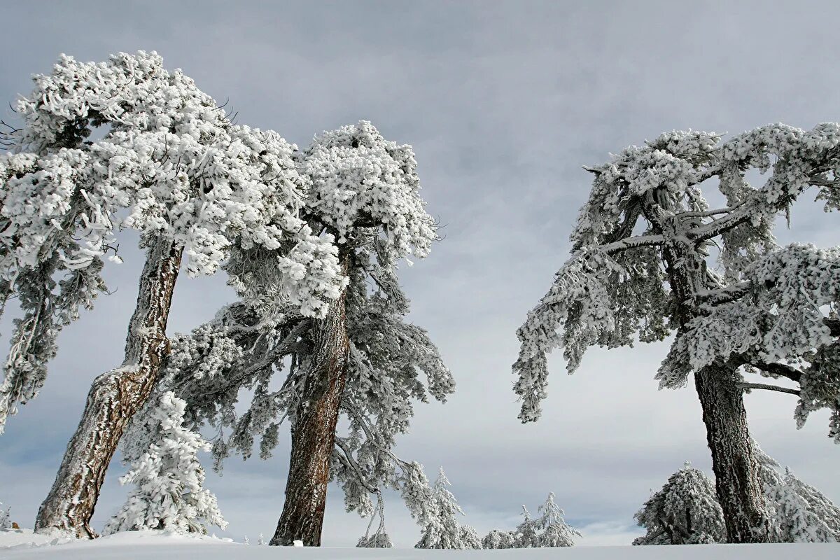 Едва сойдет снег как на деревьях. Деревья в снегу. Заснеженные деревья. Зимнее дерево. Сосна зимой.