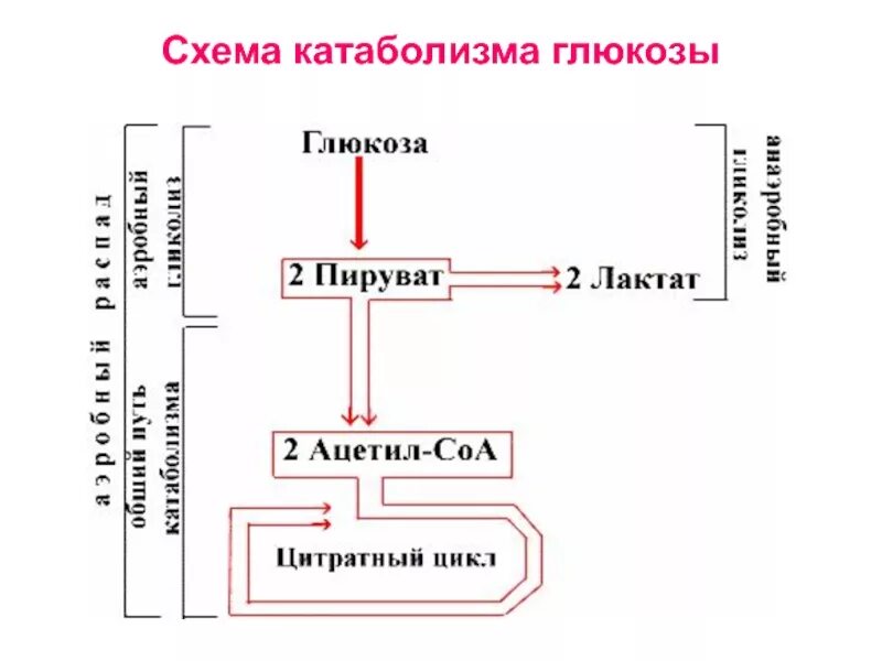 Катаболизм Глюкозы схема. Общая схема катаболизма Глюкозы. Схема регуляции катаболизма Глюкозы. Основной путь катаболизма Глюкозы. Этап катаболизма глюкозы