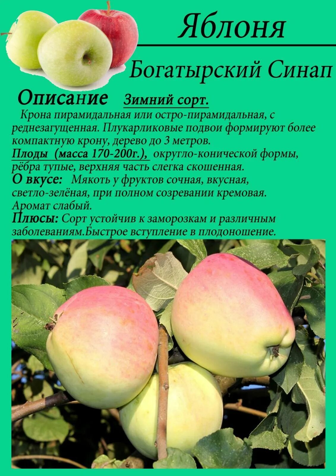 Описание отзывы 0. Яблоня Сары синап. Яблоки Кандиль-синап. Кандиль Орловский яблоня Кандиль Орловский яблоня. Сорт яблони Кандиль.