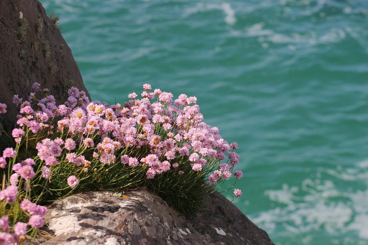 Море цветов море цвета. Цветы и море. нежные цветы и море. цветы камни. цветы растущие у моря.