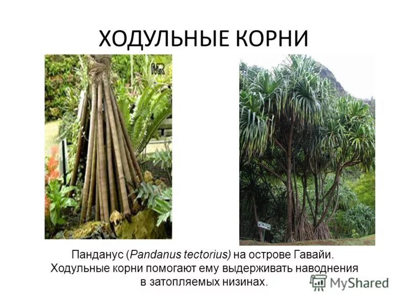 ходульные корни биология. ходульные корни строение. ходульные корни биология. ходульные корни видоизменения. ходульные корни функции.