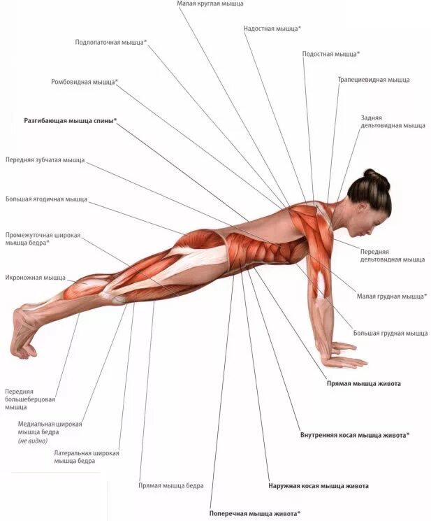 Упражнения на спину польза. Виды планки и какие мышцы задействованы. Упражнение планка какие мышцы работают. Планка на прямых руках группы мышц. Мышцы задействованные при планке.
