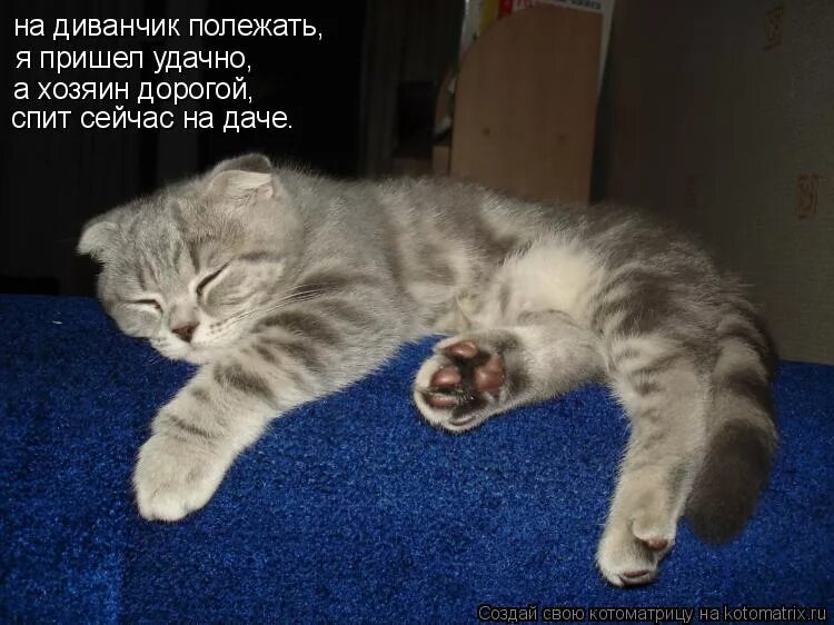 Когда дети уснули. Ленивые коты. Еще полежу любовь и голуби. Спокойно ложусь я и сплю. Ложусь поздно встаю рано.