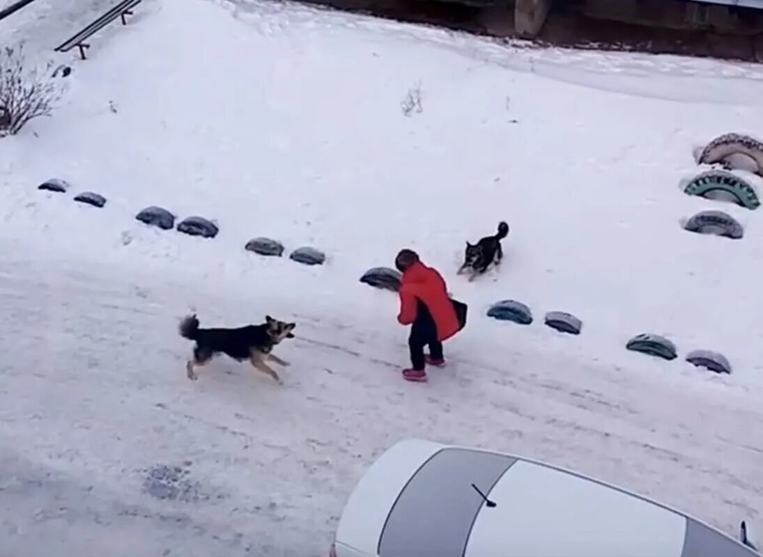 Покажи видео нападение. Собака нападает на женщину.