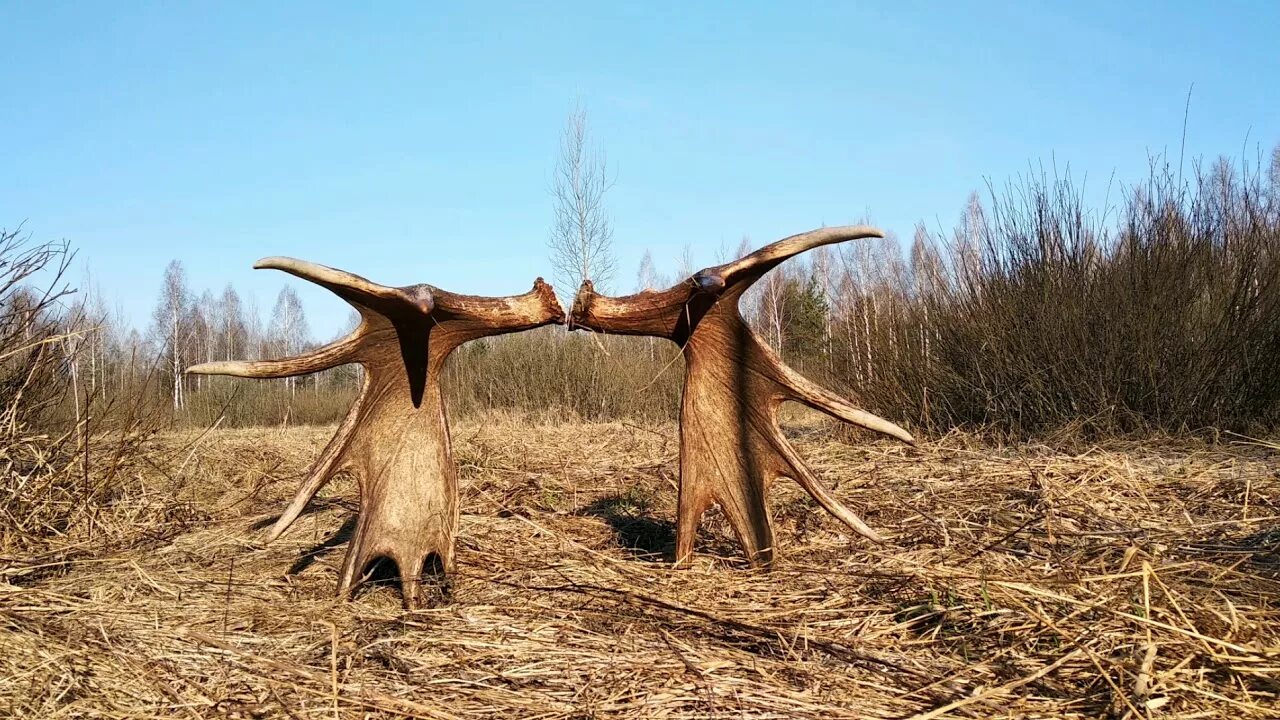 Почему лоси сбрасывают. Рога лося. Рога сохатого. Лосиные рога в лесу. Лось сбрасывает рога.