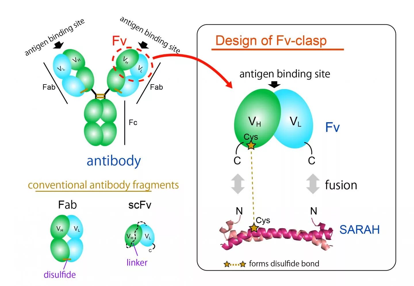 Fab фрагмент антитела. Antibody structure. антиген фв. fab antibody. digoxin-binding antibodies.