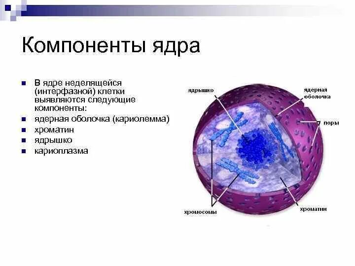 Как называется отверстие в оболочке ядра клетки. Строение ядра цитология. Интерфазное ядро клетки. Компоненты клеточного ядра на изображении. Ультраструктура интерфазного ядра.