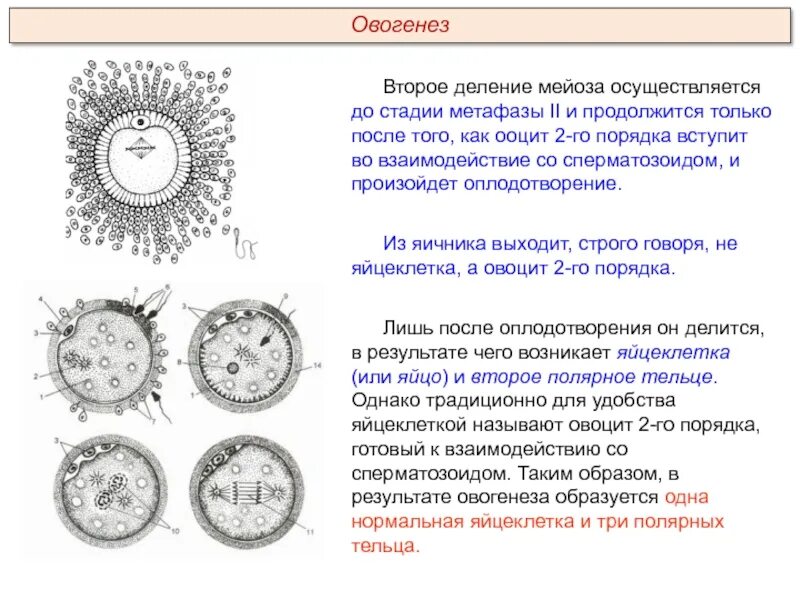 Ооциты 1 и 2 порядка. Ооциты первого и второго порядка. Ооцит 2го порядка. Ооцит 2 порядка образуется.