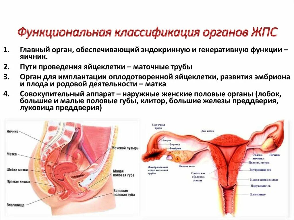 как называется орган женщины. женская половая/система анатомия. как называется орган женщины. наружные и внутренние женские половые органы. органы женской половой системы.