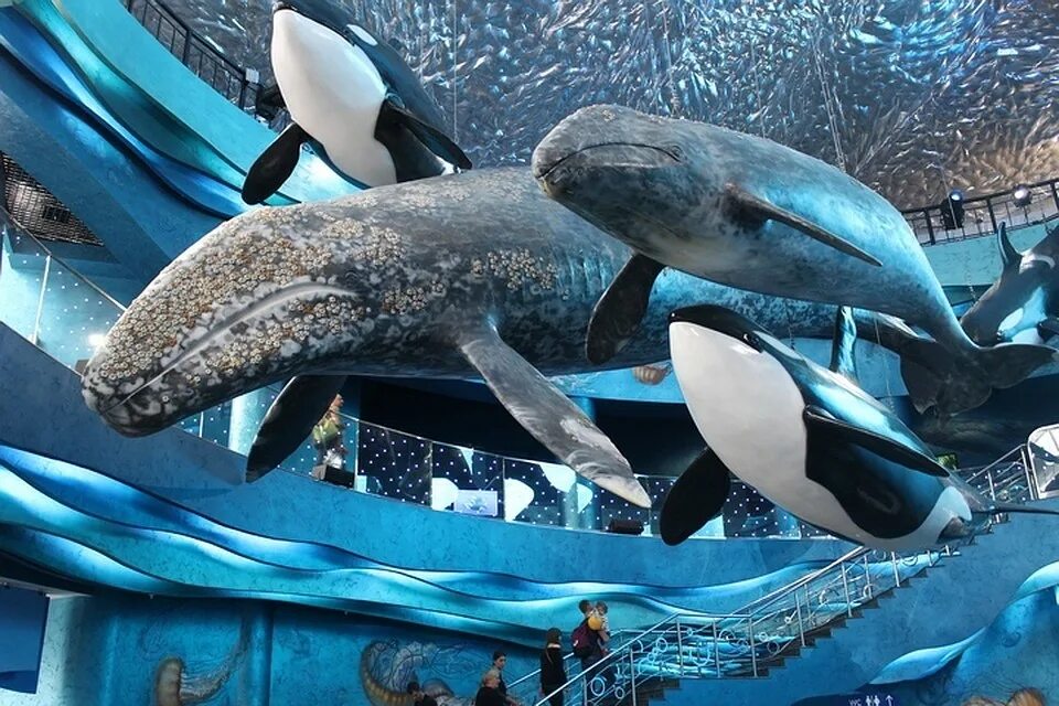 Касатка меланист. Косатка или касатка. Касатки спб. Охотское море касатки. Seaworld orlando.