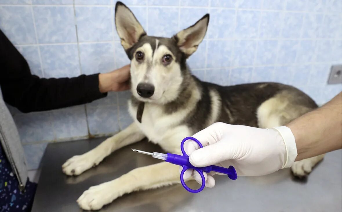 Кот и Пёс, зооветеринарный центр, Кирова, 1, Норильск - 2ГИС