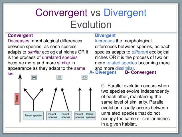 Same level. Convergent and Divergent. Convergent and Divergent Evolution. Дивергент и конвергент. Convergence Evolution.