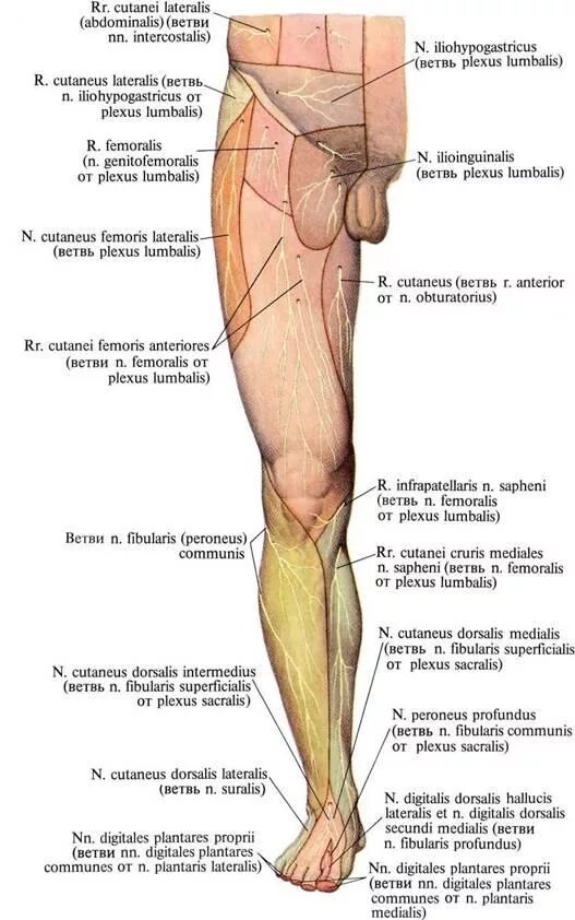 Иннервация кожи бедра анатомия. Иннервация передней поверхности голени. Иннервация кожи нижней конечности анатомия. Анатомия нервной системы нижних конечностей.