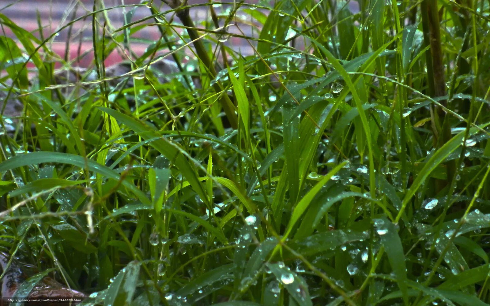 Трава омытая дождем. Растения под дождем. Роса на траве. Трава после дождя. Мокрая трава.