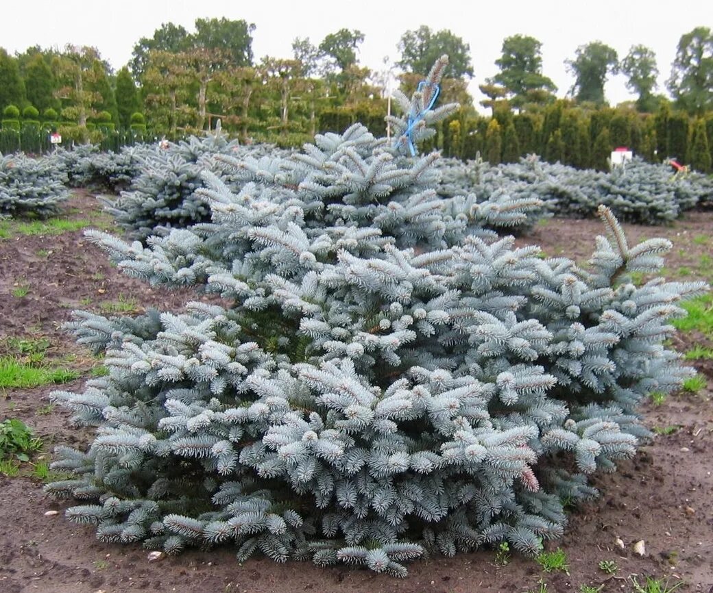 Ель колючая glauca. Ель Глаука Глобоза. Ель голубая Глобоза. Глаука Глобоза колючая. Ель колючая Глобоза.